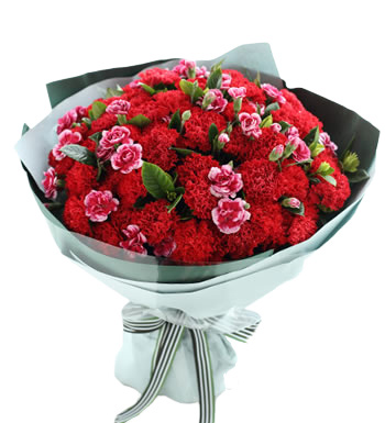 幸福万年长-红色康乃馨66枝,白边紫色多头康乃馨15枝