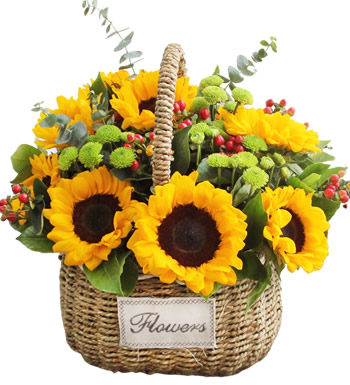 阳光灿烂-向日葵 红豆