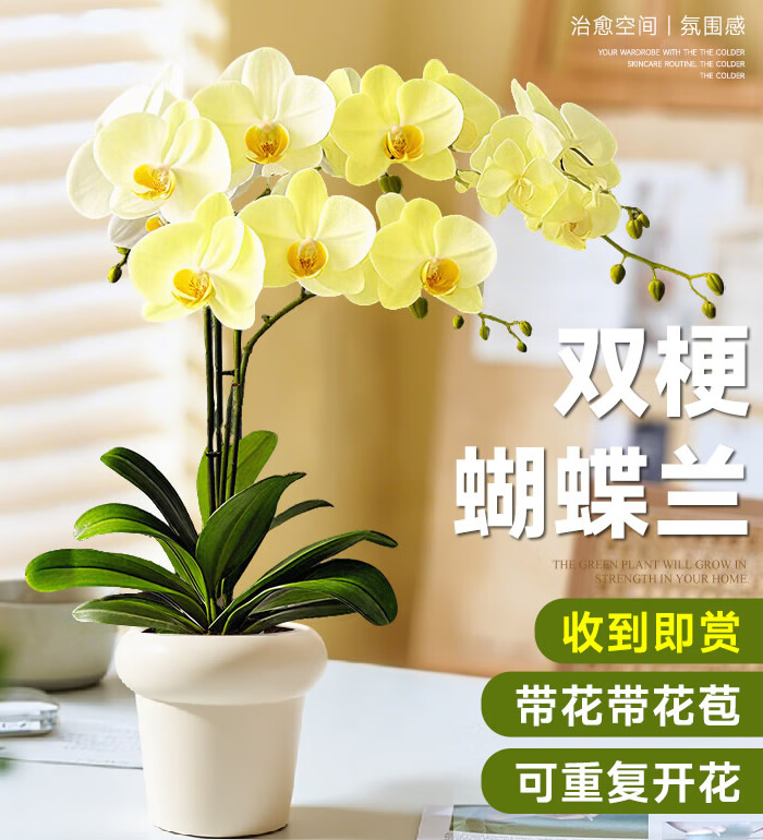 如意黄色系蝴蝶兰(2株)-经典蝴蝶兰盆栽