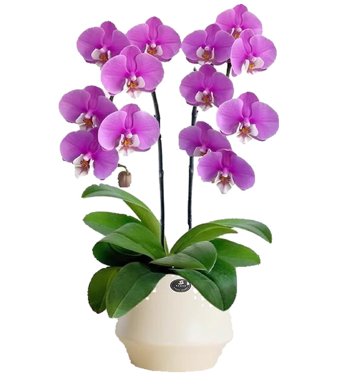 唯美心情-2枝蝴蝶兰组合