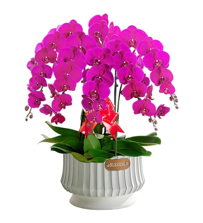 吉祥蝴蝶兰(6枝组合)-花姿优雅，天生富贵，华丽至极