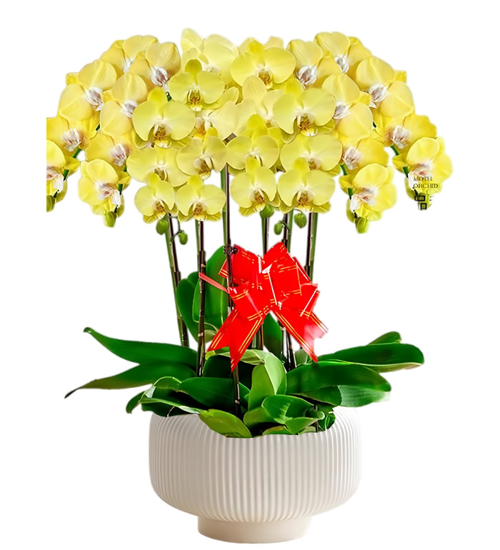 如意黄色系蝴蝶兰(6株)-经典蝴蝶兰盆栽