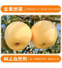 烟台 黄金奶油富士 - 自带奶香的贵族苹果