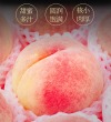 四川龙泉驿水蜜桃 - 精品大果 水润多汁 产地直供